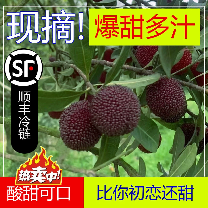 【超甜】马涧黑炭杨梅当天新鲜现摘荸荠老树杨梅新鲜当季水果送礼盒