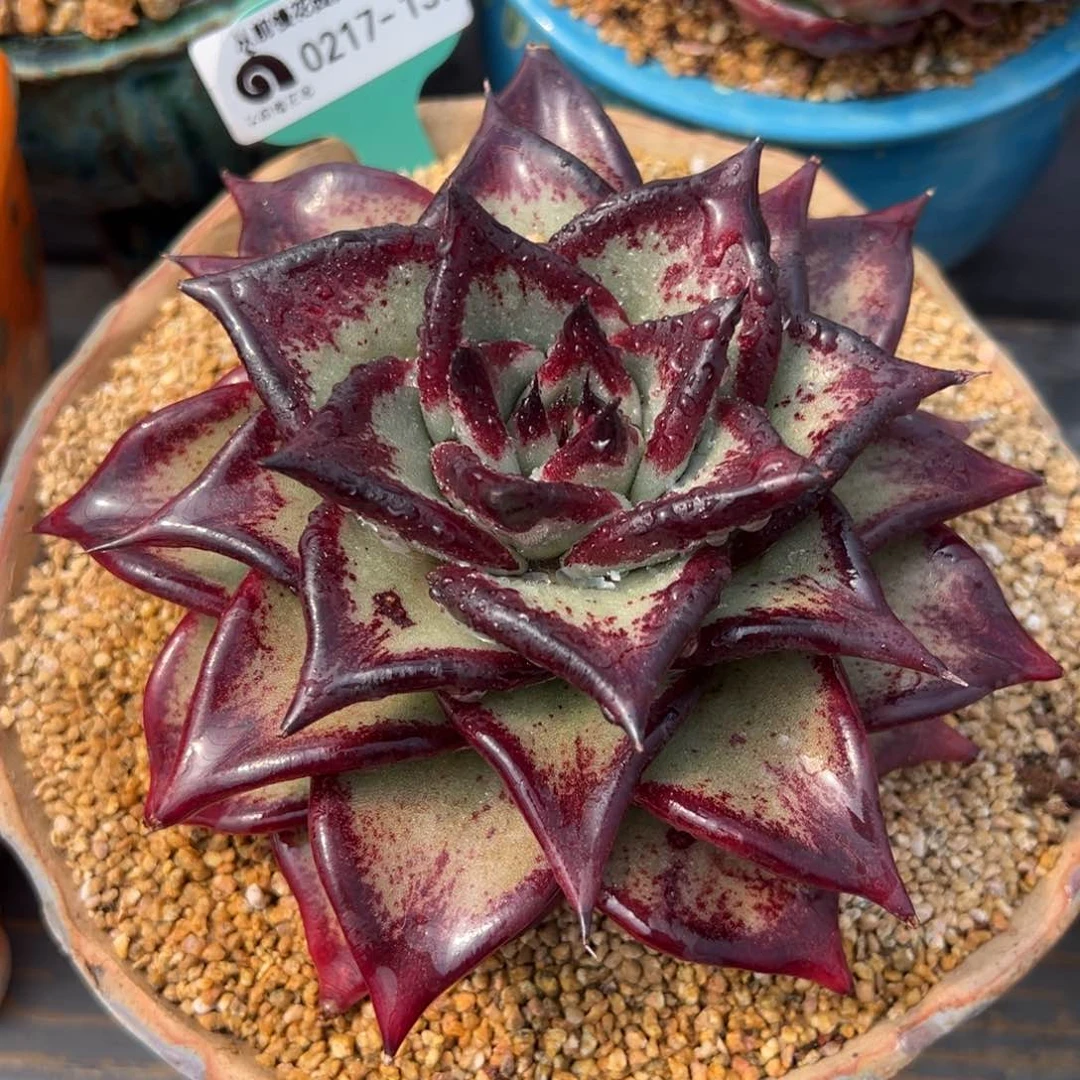 从前前慢多肉精选编号0217.137