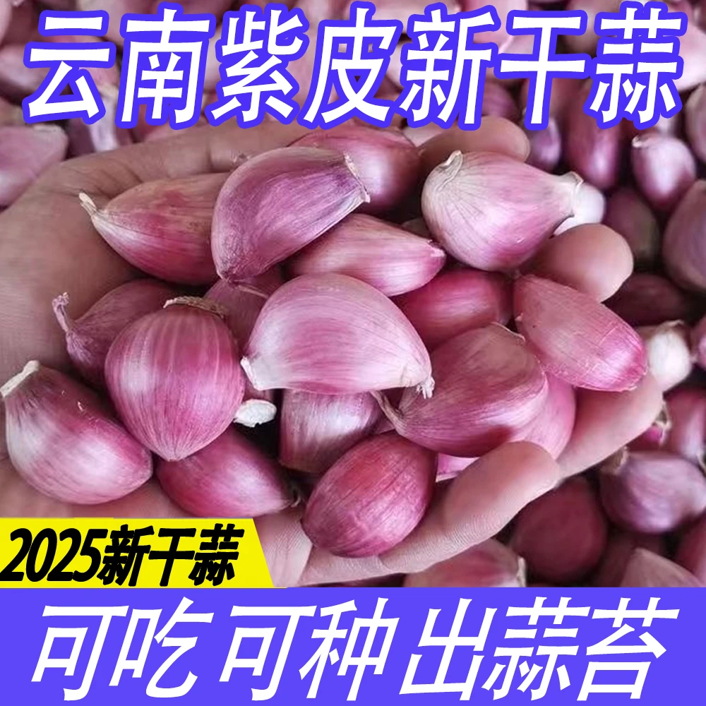 云南新干蒜老品种紫皮香蒜瓣2025精品香蒜包邮直播带货家里做菜