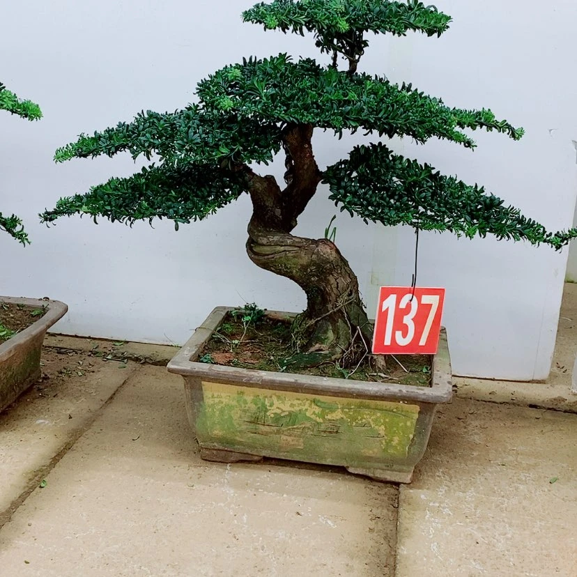 【闪购商品】罗汉松