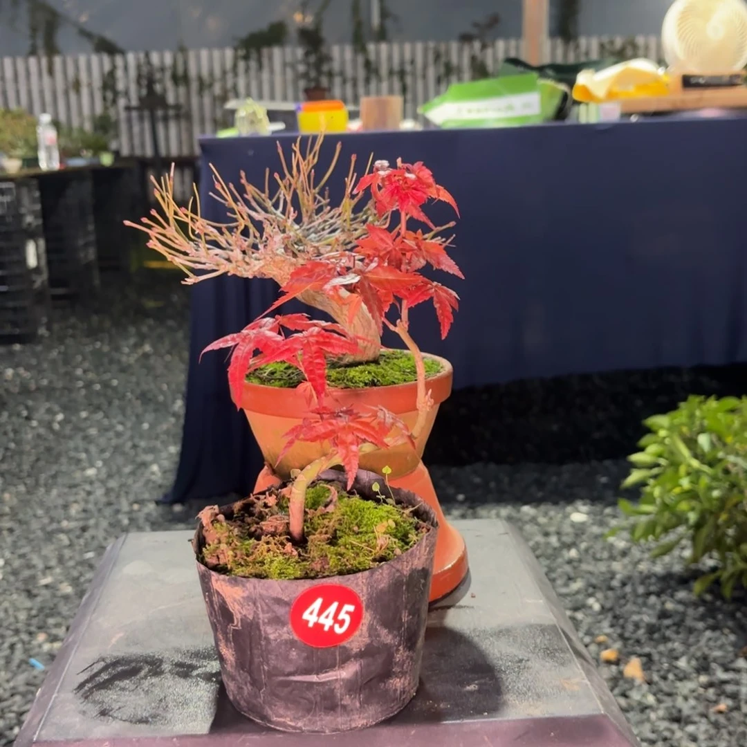 情***i全场盆景445号包邮