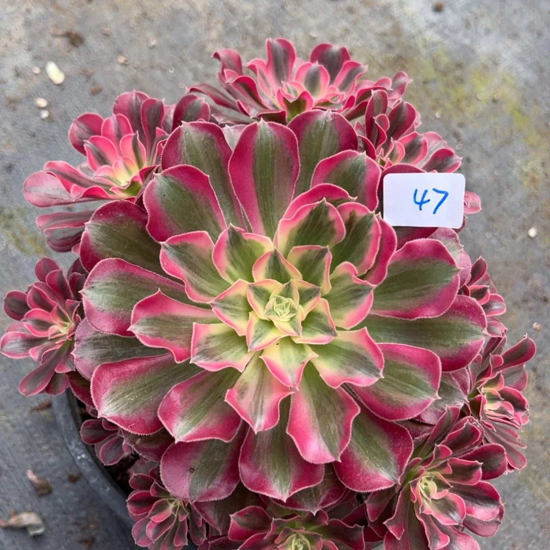 47男神多肉嘻嘻嘻嘻