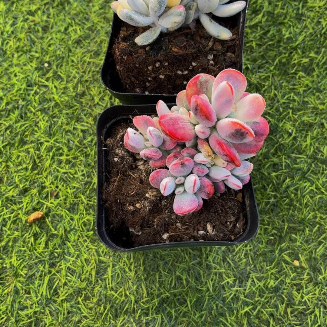 半*乒乓福娘锦,触控技术员