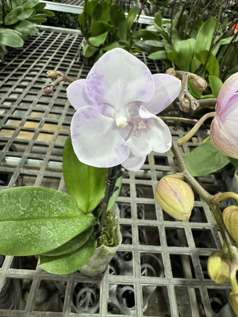 蝴蝶兰【神仙妹妹】昆明直发