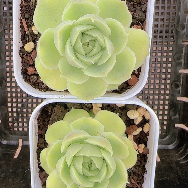 花时光精品多肉14