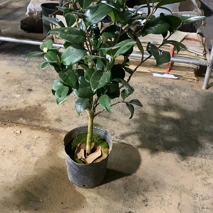 东方亮。一物一拍