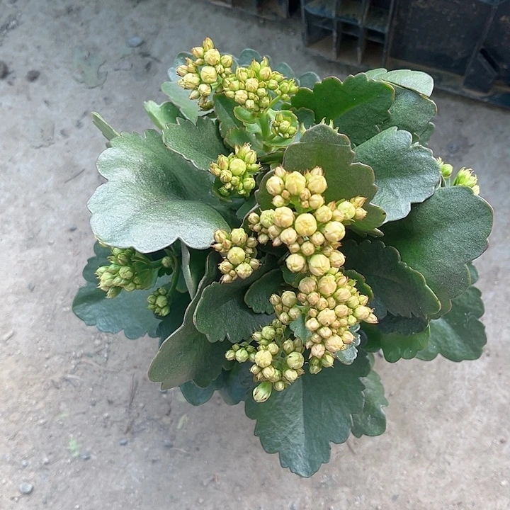 全部花朵七彩毛绒变色龙一盆