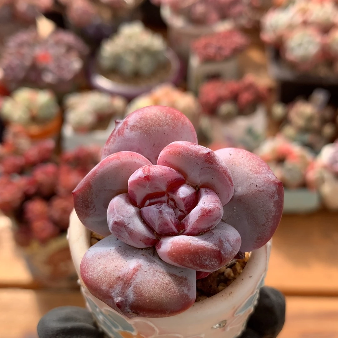 嫦娥一物一拍 022