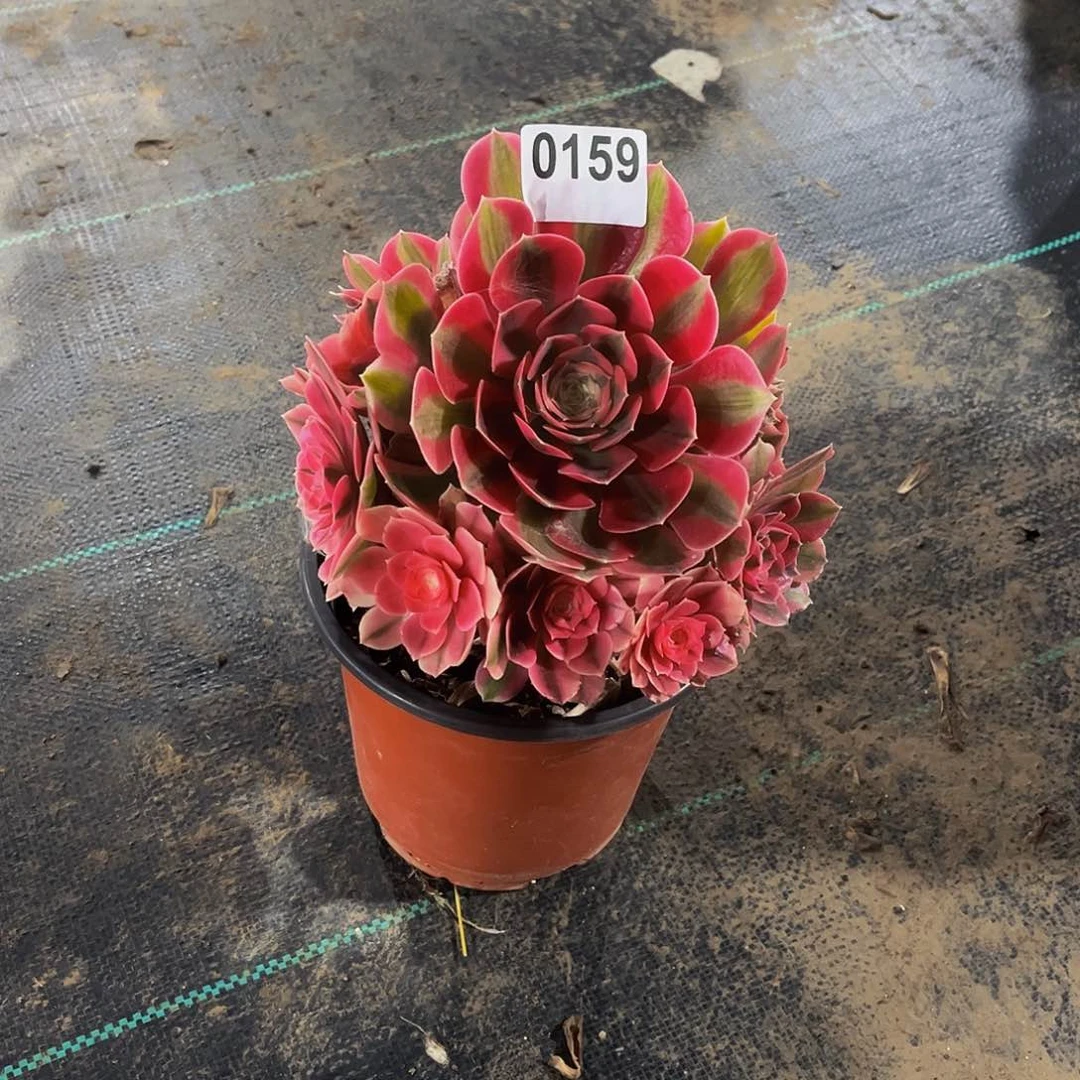 媚*多肉植物一物一拍0159