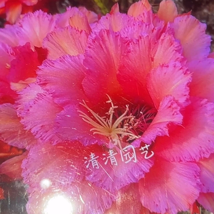 清清6-3根瑕疵黑点