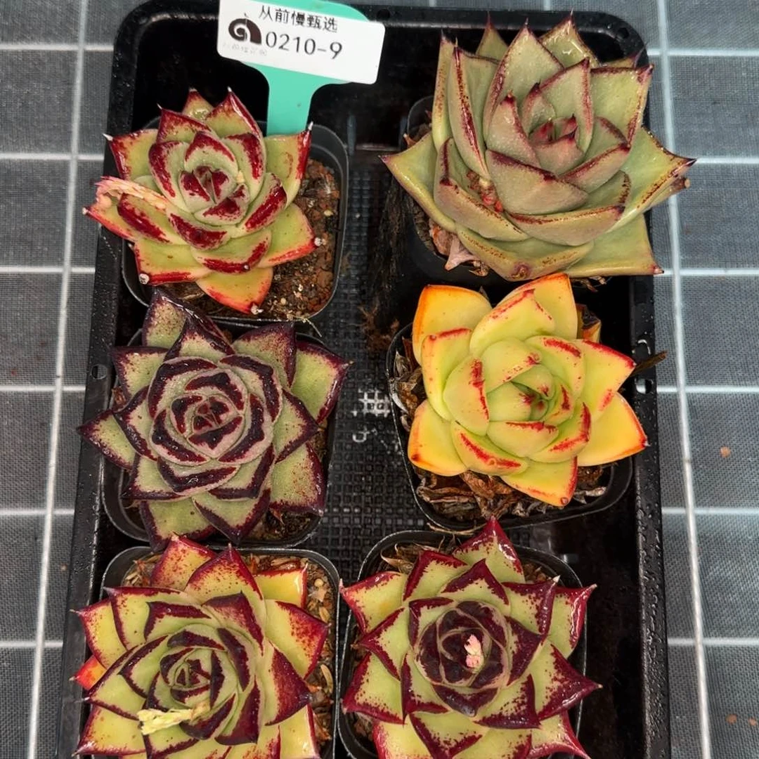 从前慢花园精选0210-9