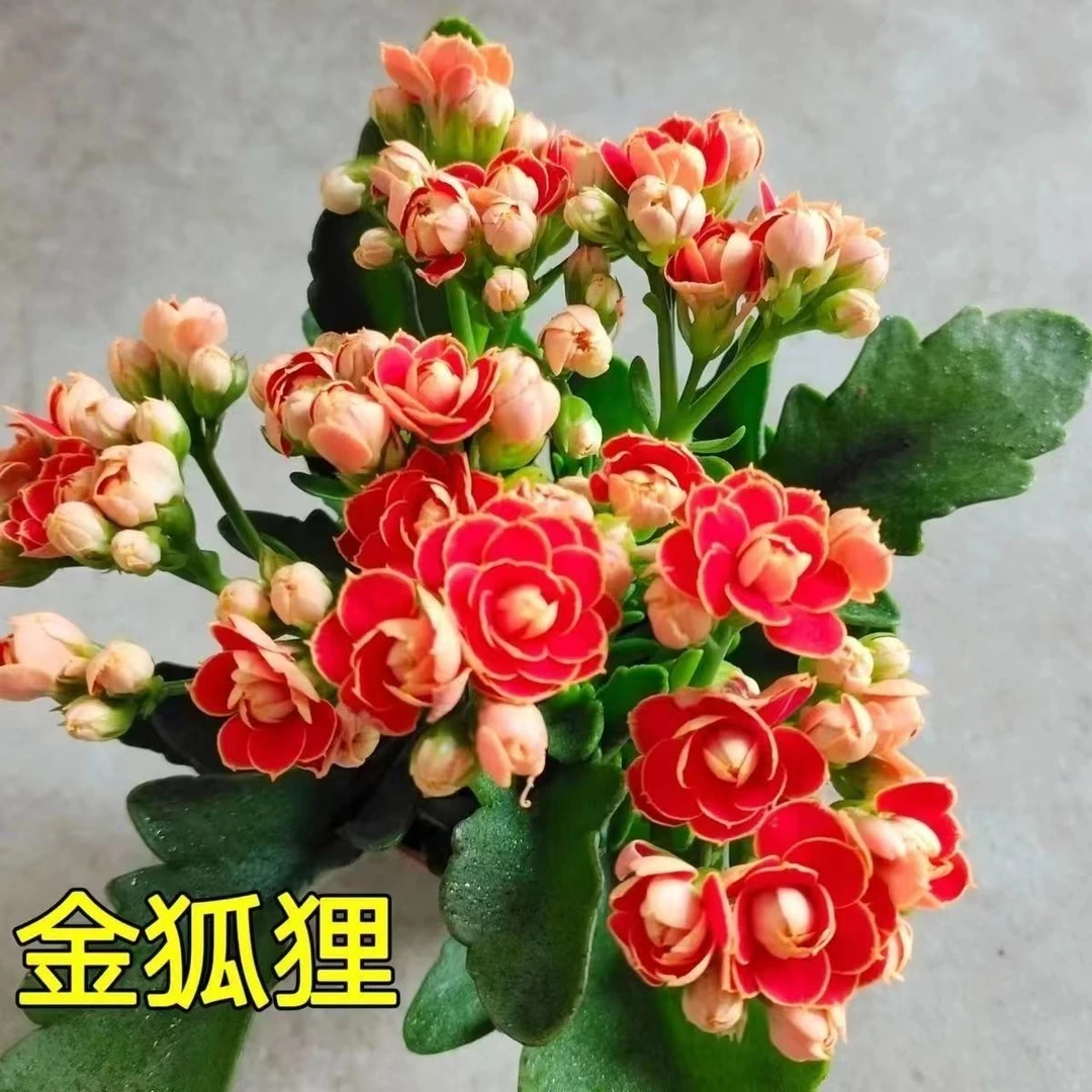 【稀有长寿花】金狐狸盆栽大花重瓣四季开花带花苞室内外花卉直销