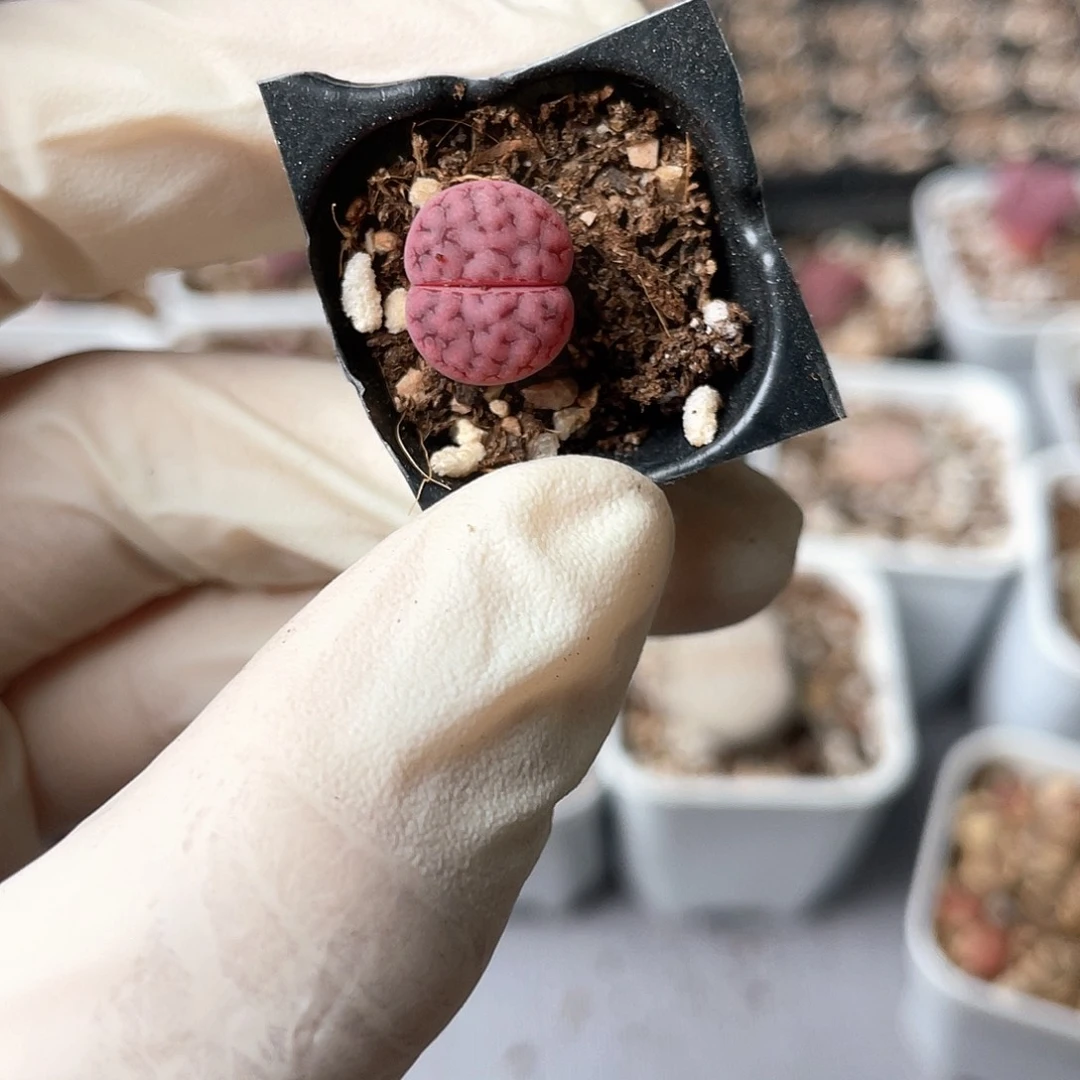 4962大棚清仓甩卖了