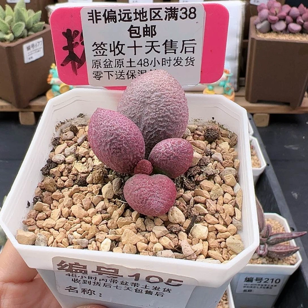 195少女心多肉植物