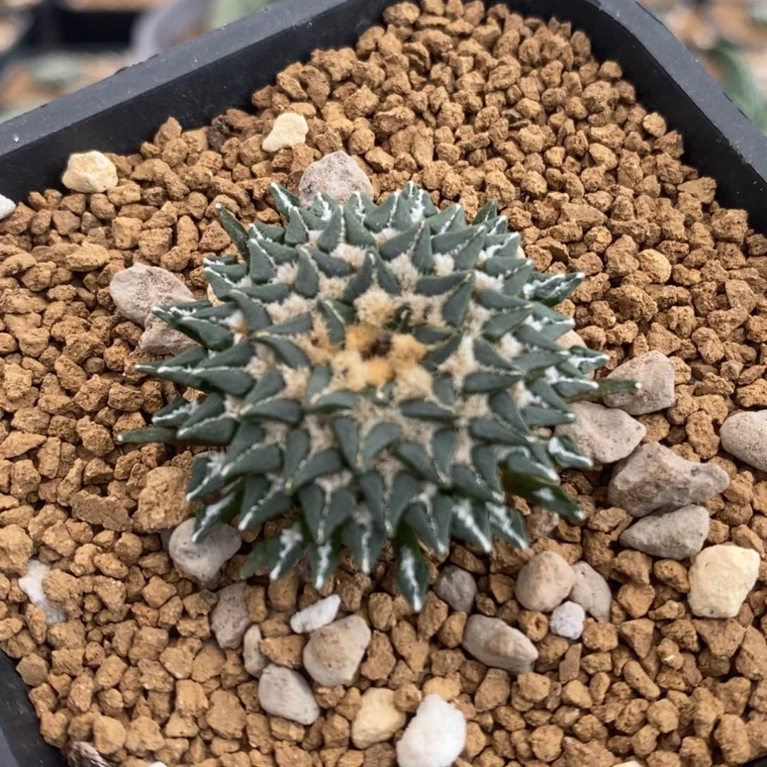 光面小游姬牡丹实生