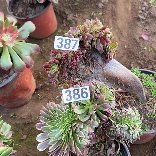 静***变多肉植物两个朝霞387.386