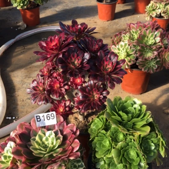 法师多肉植物『****惧法师169