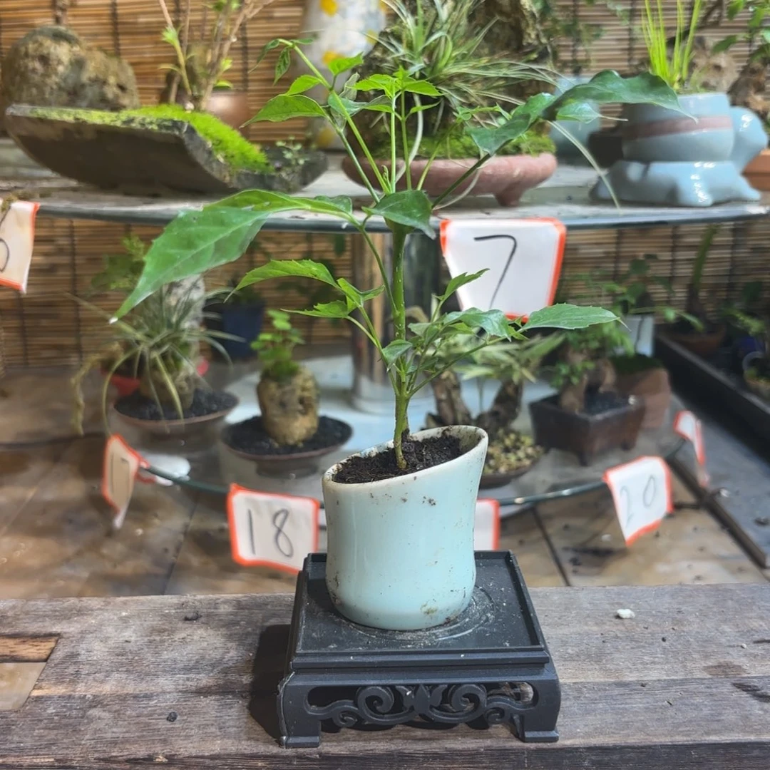 无花朵周*外退款拉黑 一物一拍318