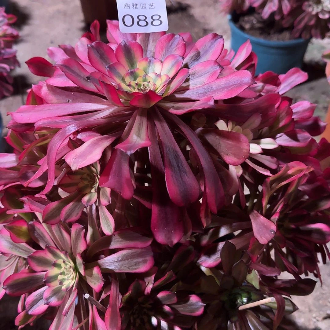 多肉植物美姬088