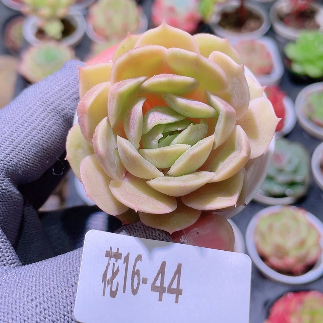 花利美16-44昂斯诺
