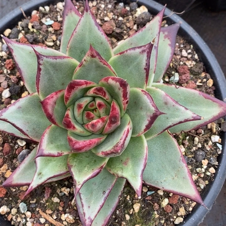 D677- 直播福利 乌木