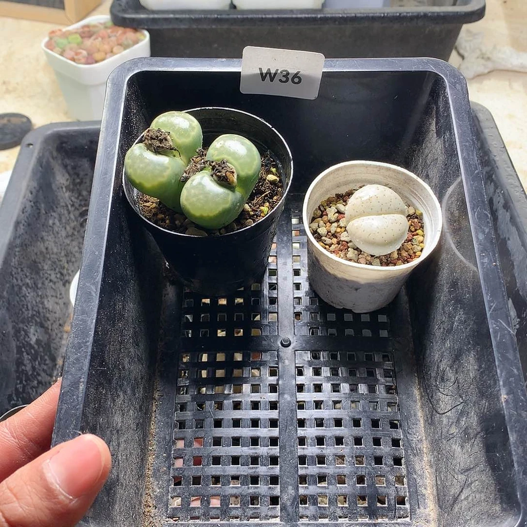 一****皮W36多肉植物保护研究所