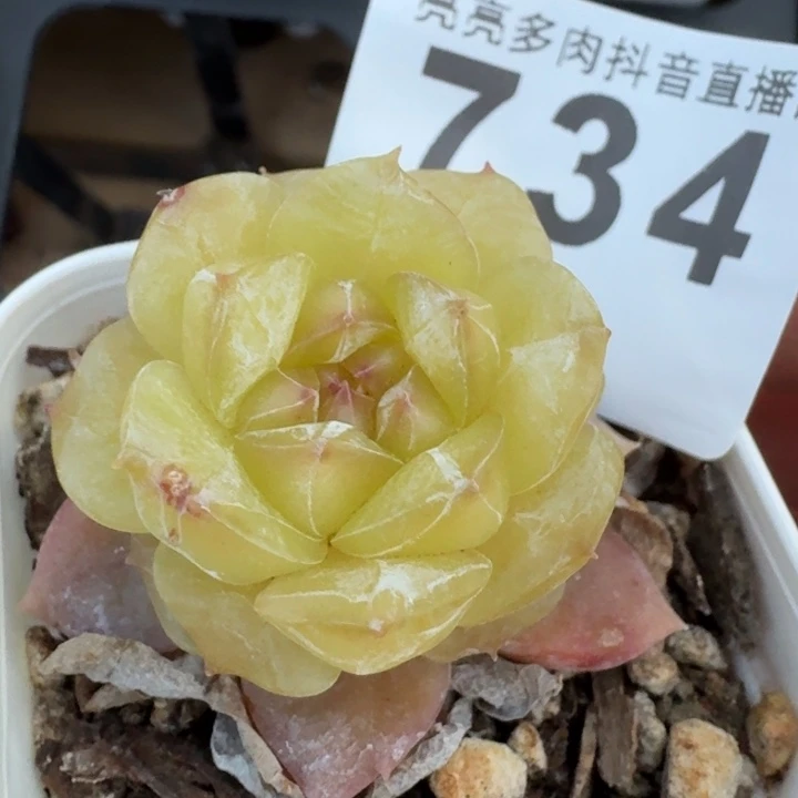 黄体珍妮  开播福利多肉植物
