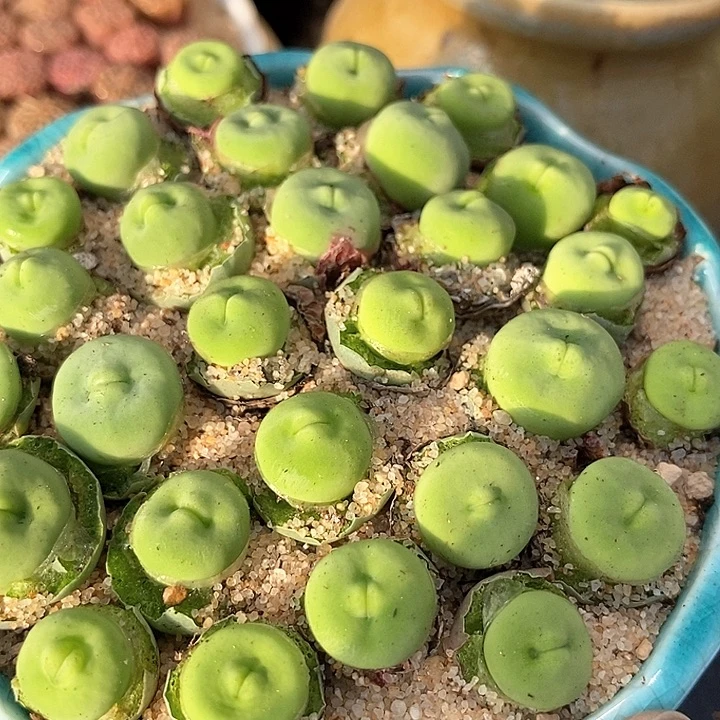 14525嘟嘟嘴一颗