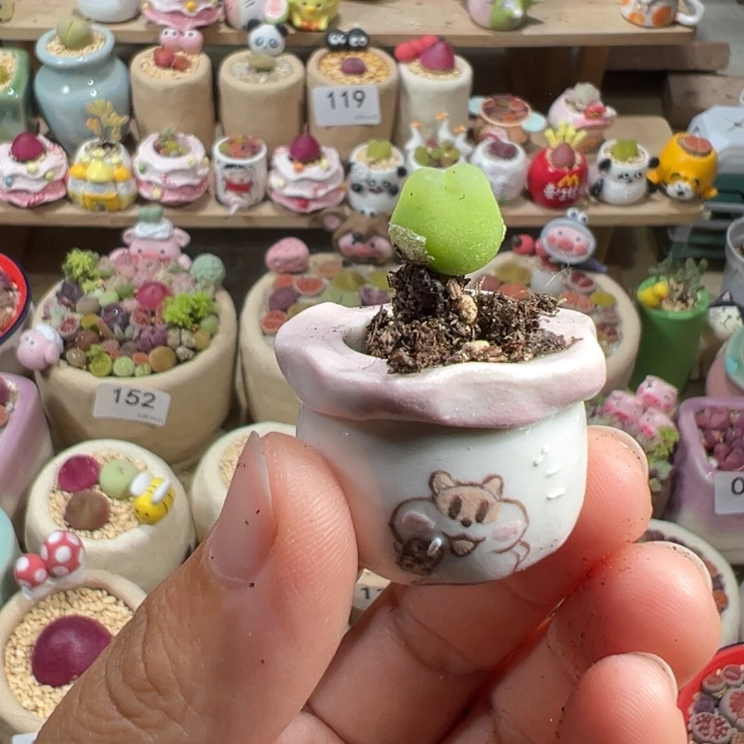 ?**✨多肉植物163号种好