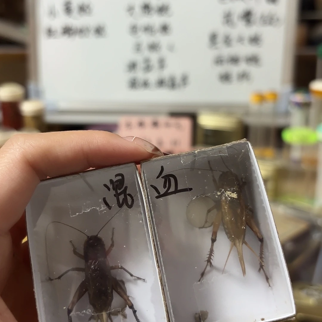 四条混血黑虫啊啊