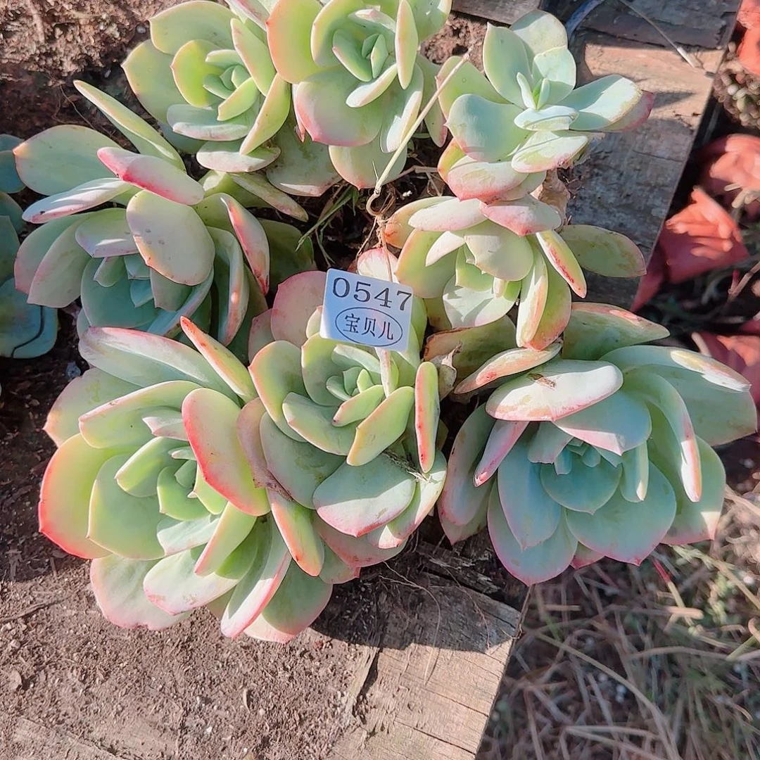 :***见0547包装设计师的基本知识