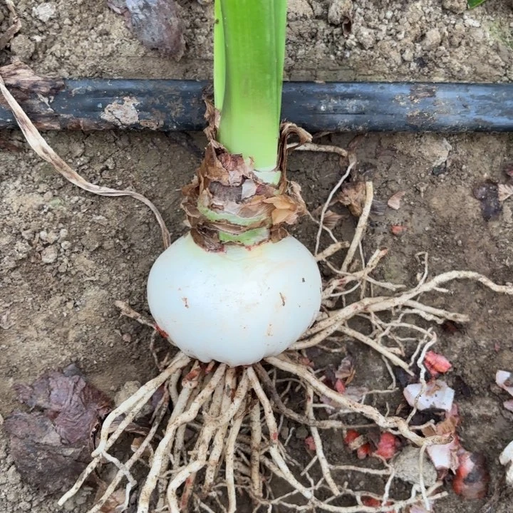 无花朵明***好舞蹈皇后包对版