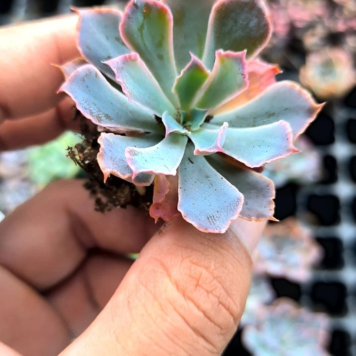 晚霞之舞，满5元包邮，