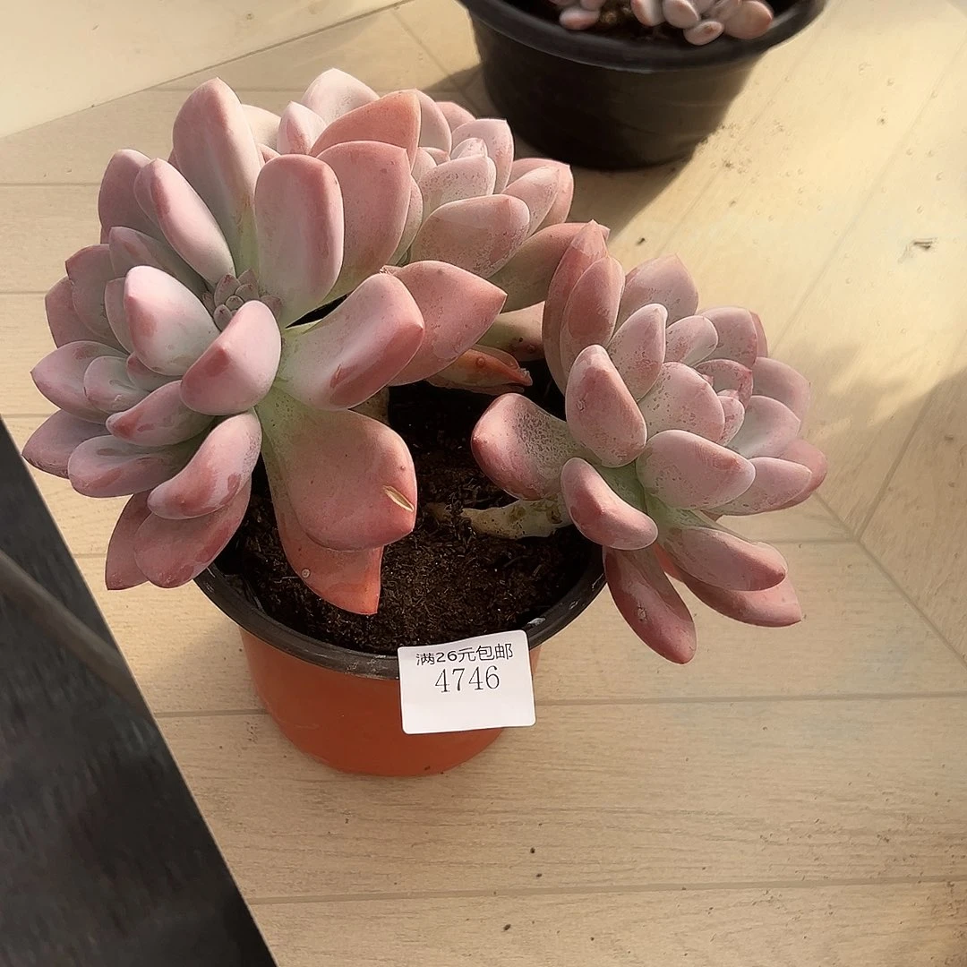K***L4746奥普多肉植物多肉