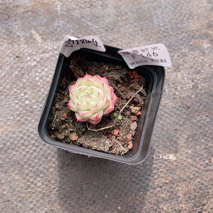 扮***女146 带陶瓷盆发货 满28包邮