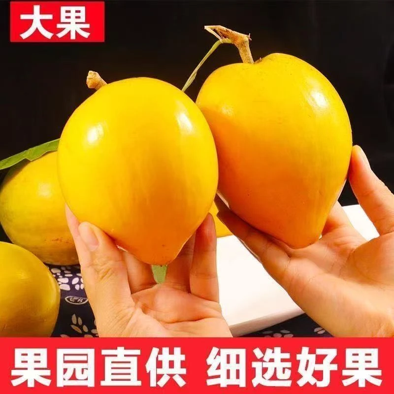 新鲜蛋黄熟果云南热带水果应季孕妇整箱海南香甜粉糯顺丰包邮