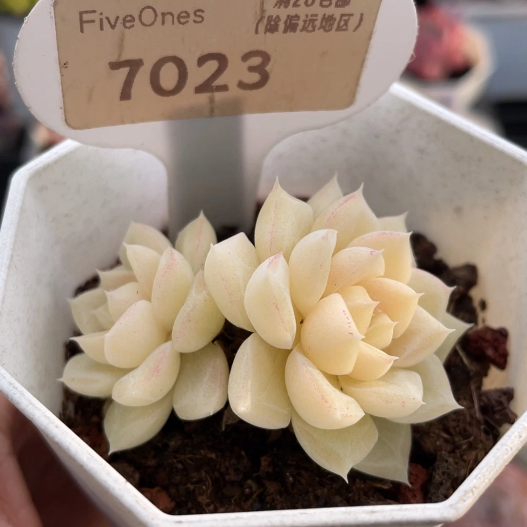 白天鹅7023-5.0厘米