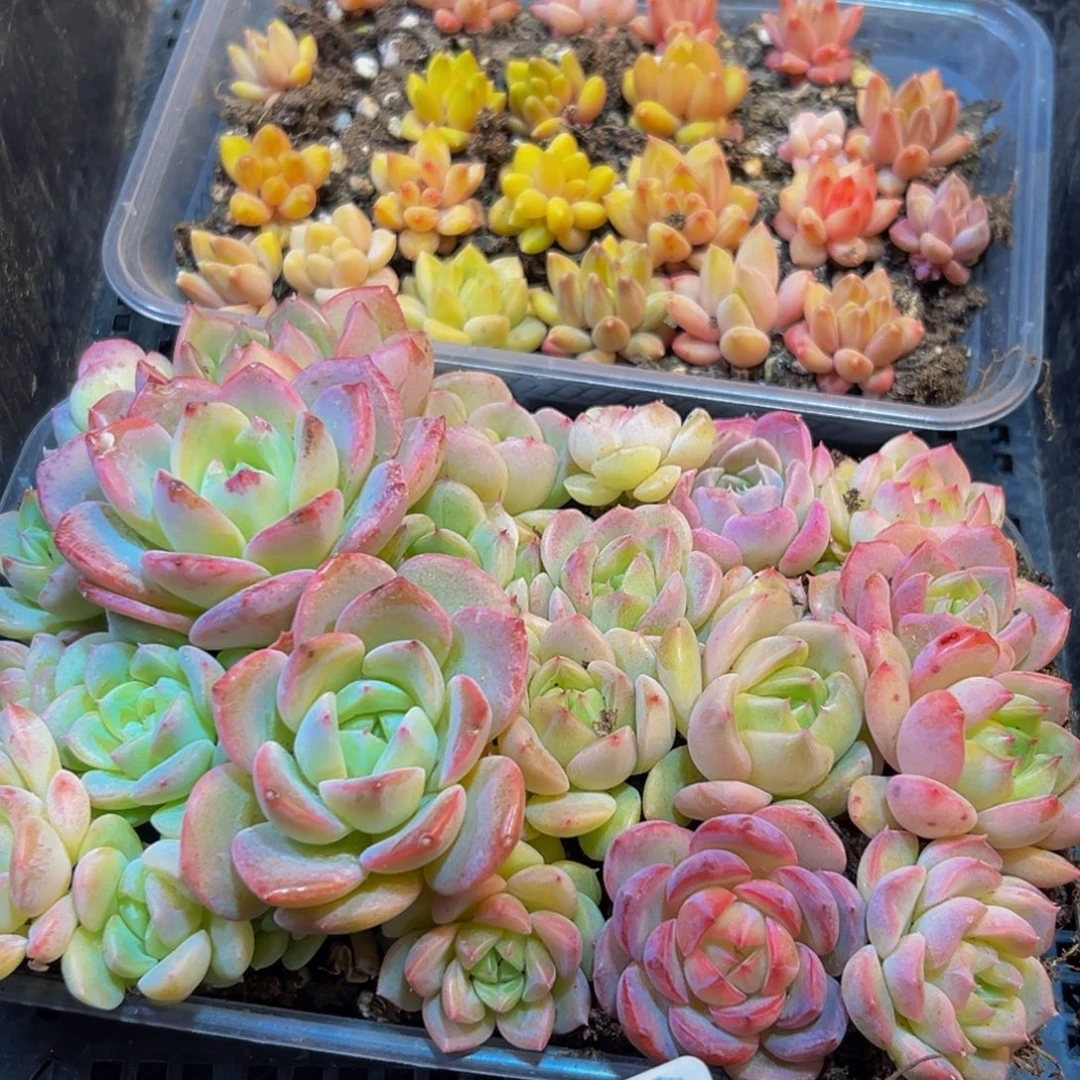 988多肉葡萄领导人物库资料