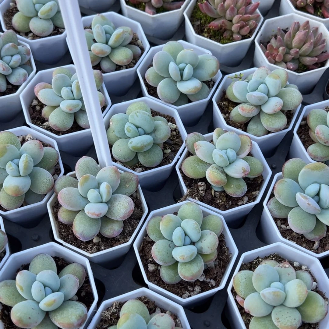 雪美人单头一颗量拍多肉满9.9元包邮