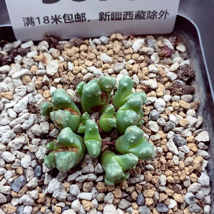 3876。