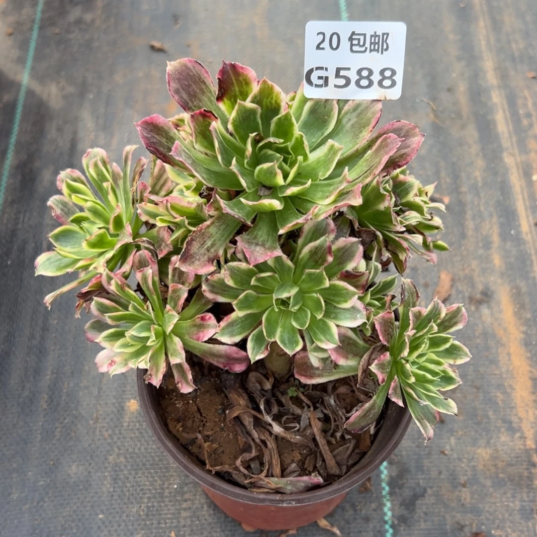 588天河，福利，满20包邮