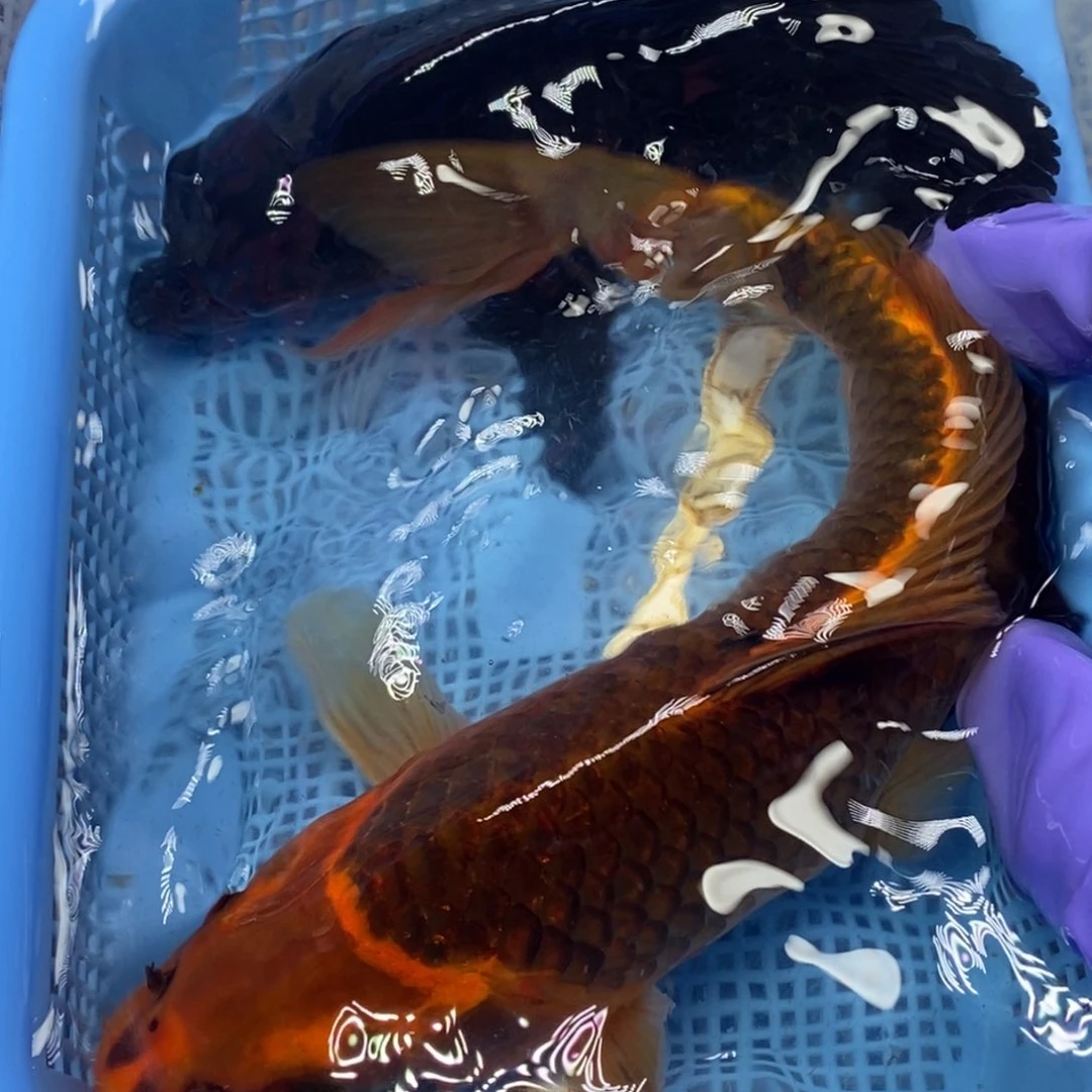 锦鲤冷水锦鲤包邮