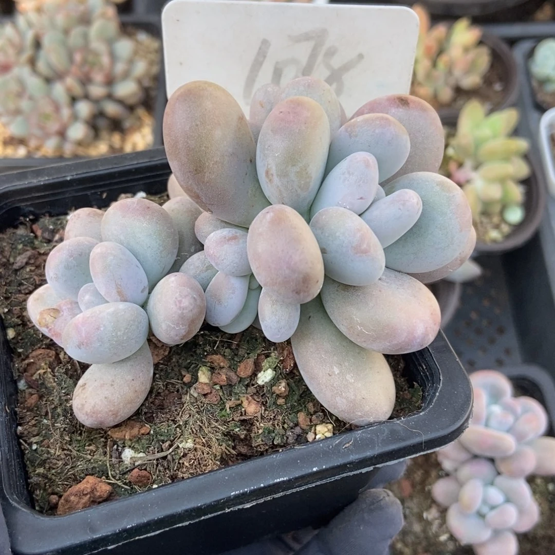 1078鸡蛋奶酪多肉植物保护