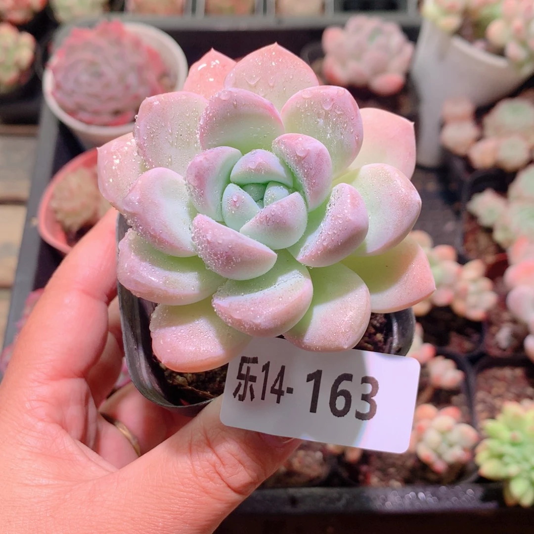 乐然14-163 奶糖单头