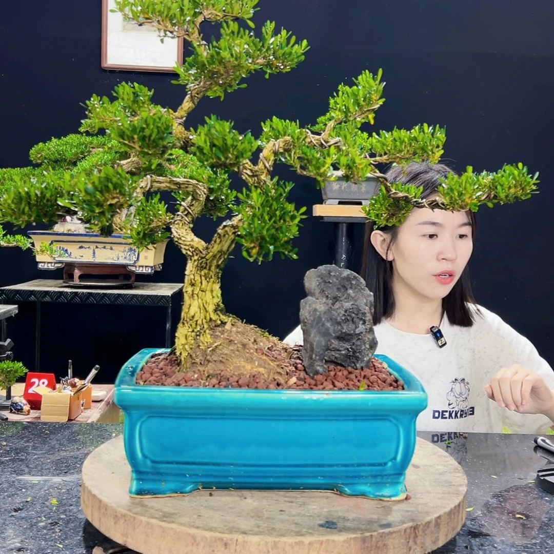 无花朵黄杨老桩绿植