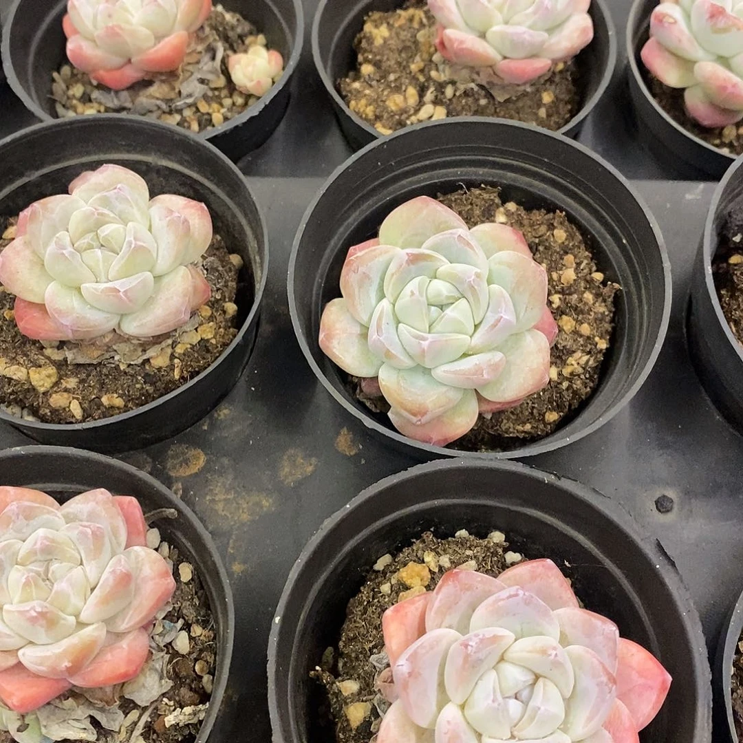 04。单头冰玉。福利多多