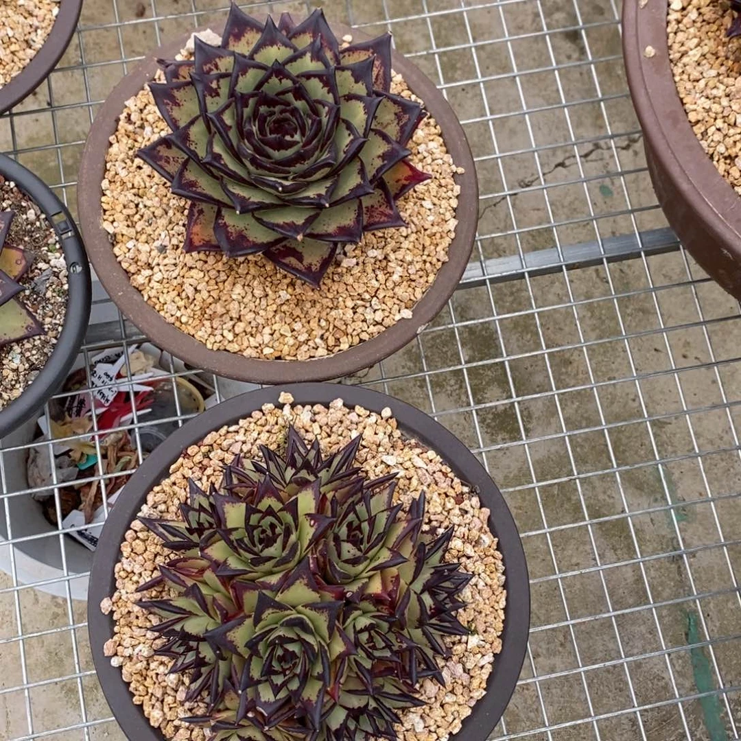 十*三美乌2颗B-25.1.16