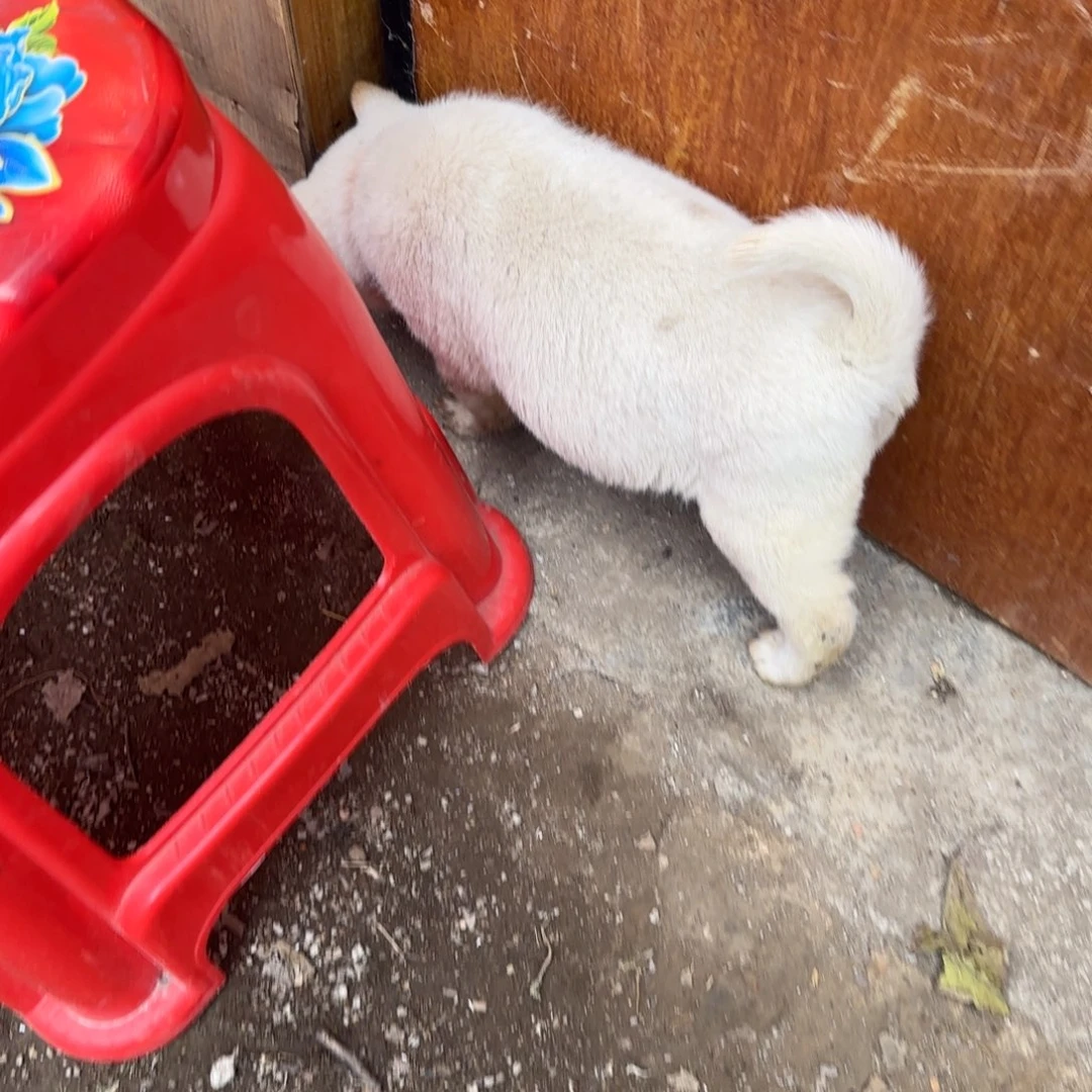 万***洗中华田园犬中华田园犬 广西土猎