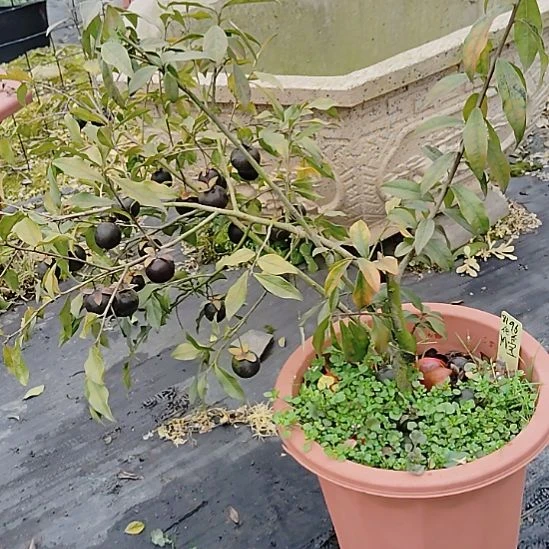 将军金弹子盆景园