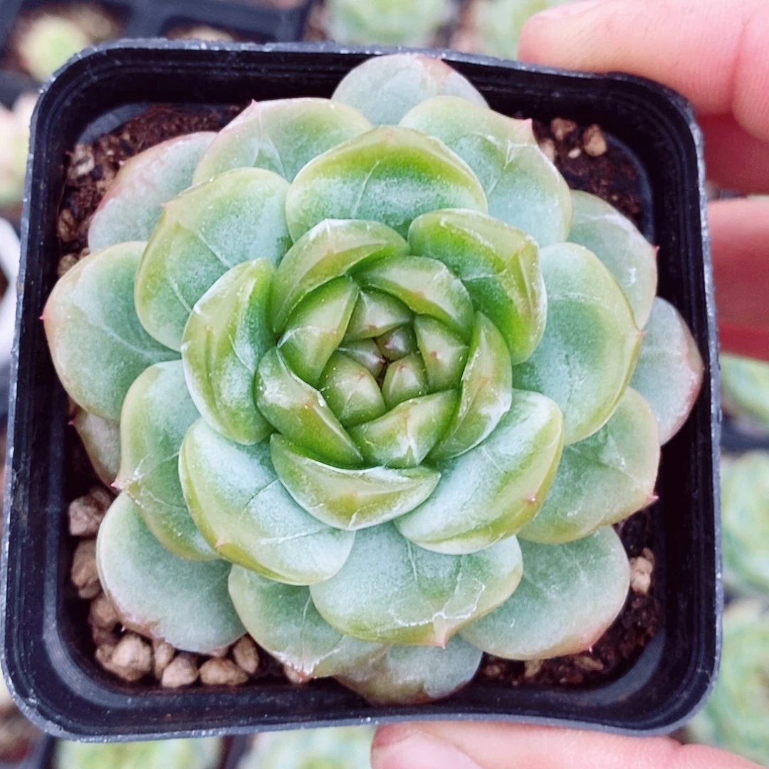 古灵珍妮6cm多肉植物